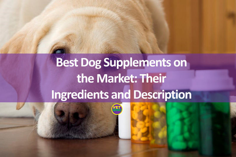 Best Dog Supplements on the Market Their Ingredients and Description