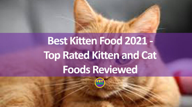 Kitten foods