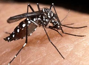 Dengue mosquito identification - Dengue fever – An ongoing global threat
