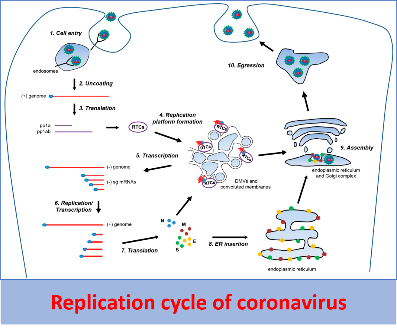 Replication of coronavirus 2 - A brief explanation of the pathogenesis of novel coronavirus (SARS-CoV-2)