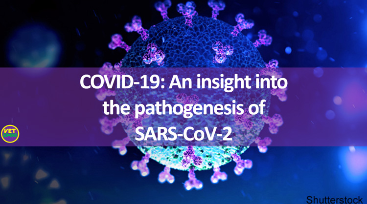 SARS-CoV-2 Pathogenesis