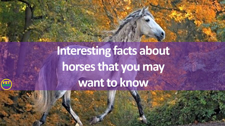 Interesting facts about horses