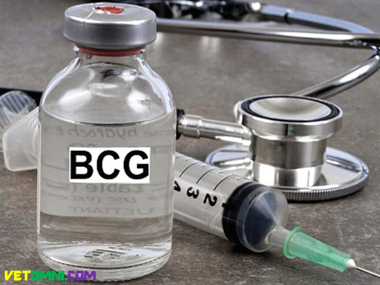 First image adj 1 - Is BCG vaccine a game-changer against COVID-19 in Pakistan?