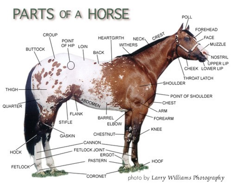 Horse parts adj - Interesting facts about horses that you may want to know