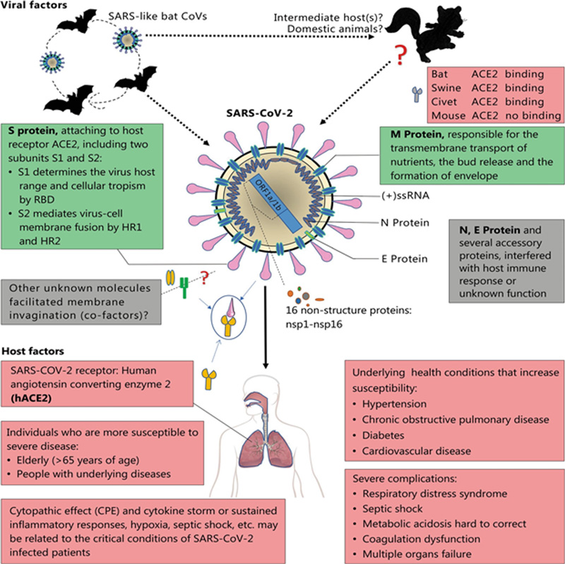 Image adjusted - COVID-19: An insight into the pathogenesis of SARS-CoV-2