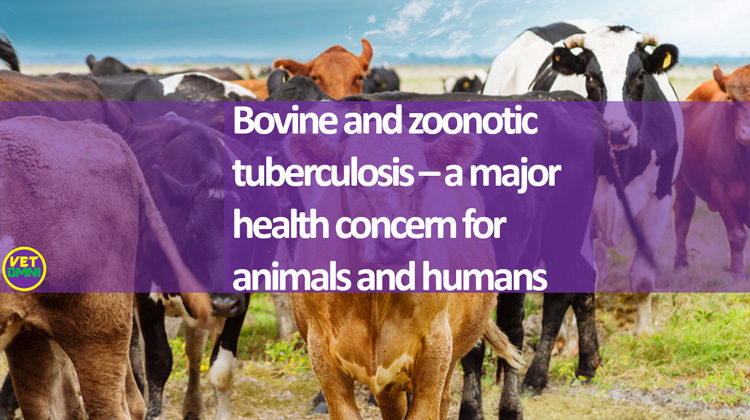 Bovine and zoonotic tuberculosis