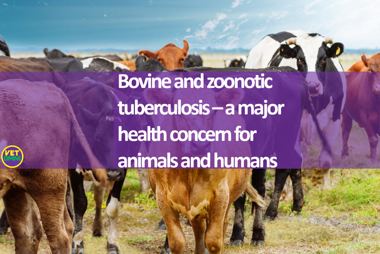 Bovine and zoonotic tuberculosis – a major health concern for animals