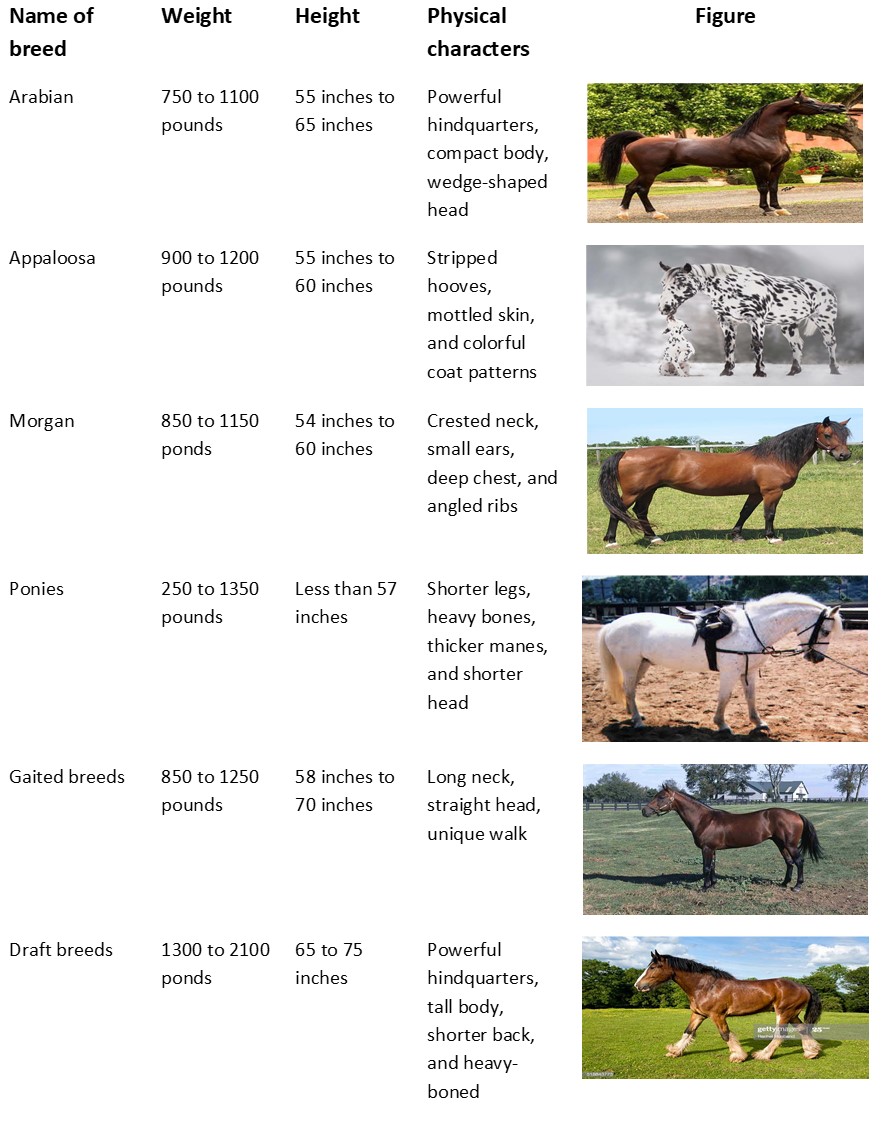 Popular breeds of the horses - Interesting facts about horses that you may want to know