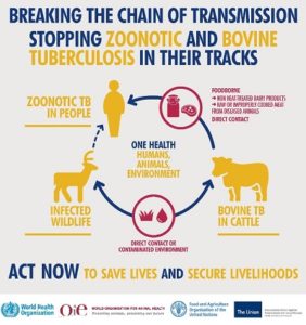 Bovine And Zoonotic Tuberculosis – A Major Health Concern For Animals ...