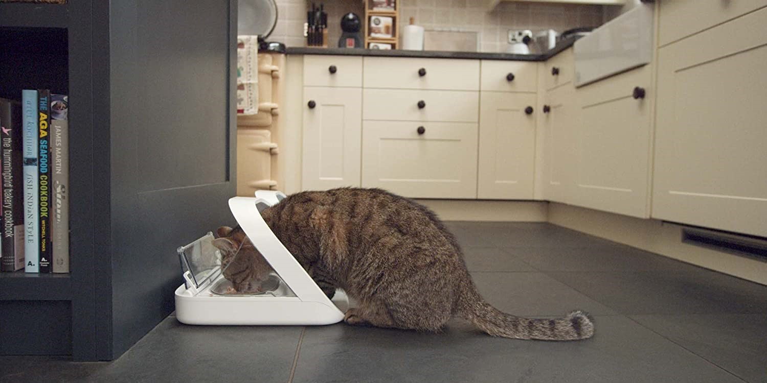 auto cat feeder for wet food