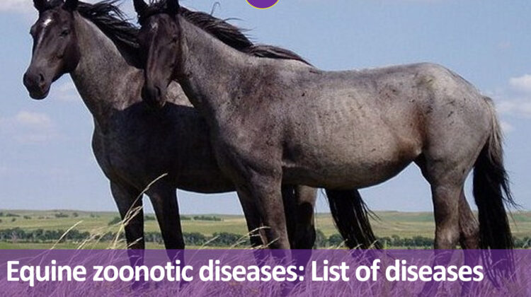 Equine zoonotic diseases