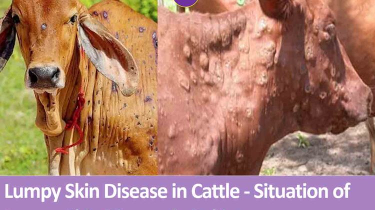Lumpy skin disease in cattle